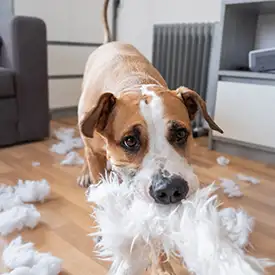 Hunde zerrupft ein Kissen