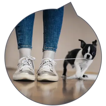 Hund zieht an Schnürsenkel